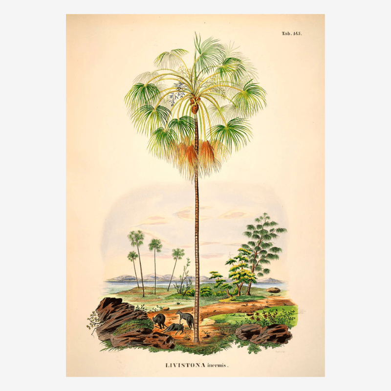 Kangaroo Palm Framed Art Print - 50x70 3505 - Uneeka